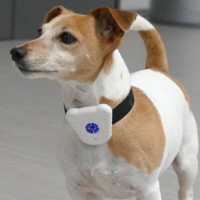 Collier Chien Guide Des Produits
